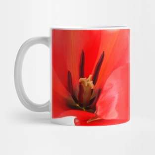 Tulipa linifolia  Flax-leaved tulip  Miscellaneous tulip Mug